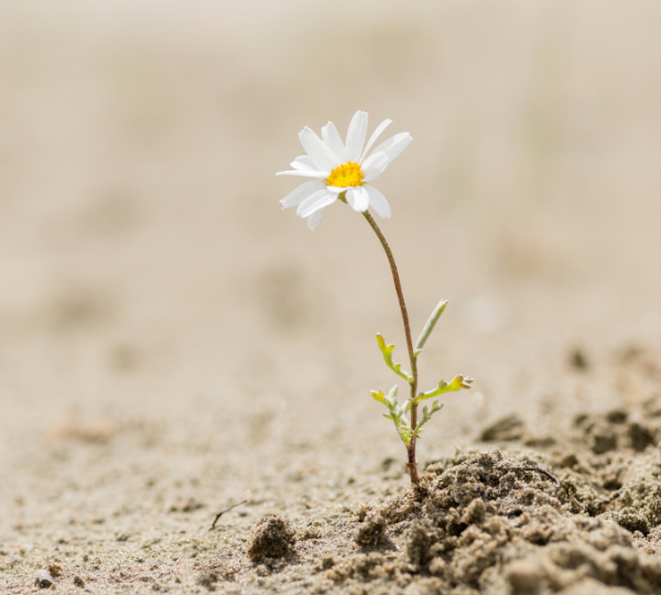 Diseño sin título (3)